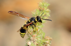 Ancistrocerus auctus