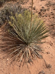 Yucca