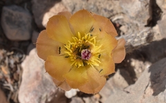 Pterocactus tuberosus