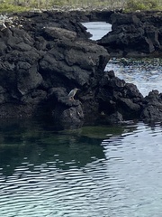 Butorides striata sundevalli