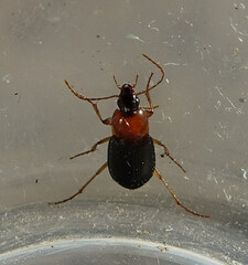 Calathus melanocephalus