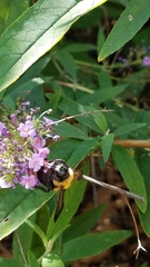 Xylocopa virginica