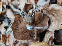Cortinarius infractus