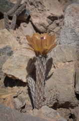 Pterocactus tuberosus