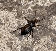 Carabus hortensis