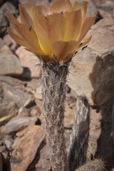 Pterocactus tuberosus