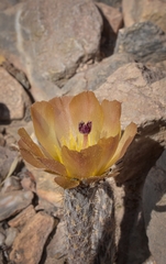 Pterocactus tuberosus