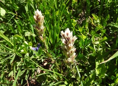Castilleja parviflora albida