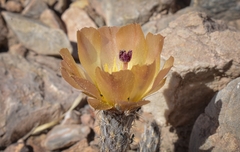 Pterocactus tuberosus