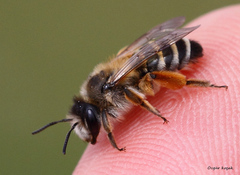Andrena flavipes