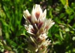 Castilleja parviflora albida
