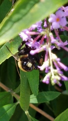 Xylocopa virginica