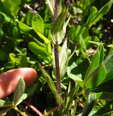 Castilleja parviflora albida