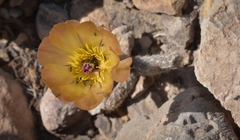 Pterocactus tuberosus