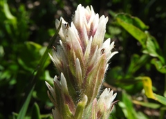 Castilleja parviflora albida