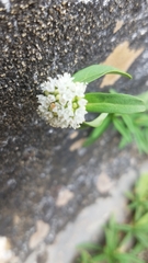 Spermacoce verticillata