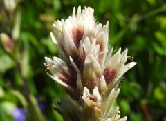 Castilleja parviflora albida