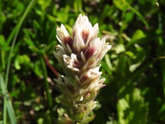 Castilleja parviflora albida