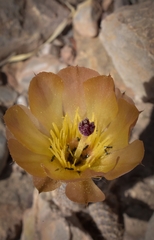 Pterocactus tuberosus