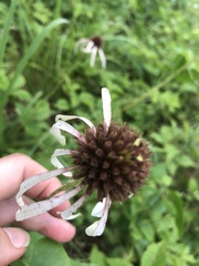 Echinacea pallida