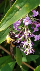 Xylocopa virginica