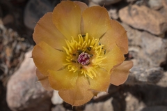 Pterocactus tuberosus