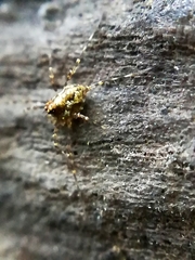 Megabunus diadema