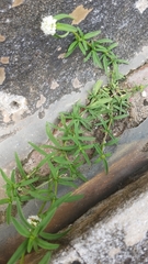 Spermacoce verticillata