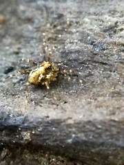Megabunus diadema
