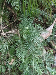Asplenium lamprophyllum