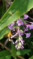 Xylocopa virginica