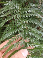 Asplenium lamprophyllum