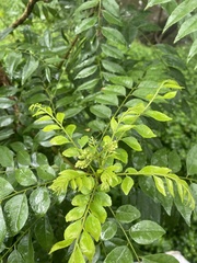 Rutaceae