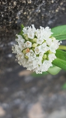 Spermacoce verticillata