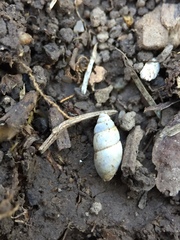 Cochlicopa lubrica