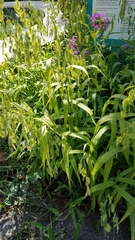 Chasmanthium latifolium