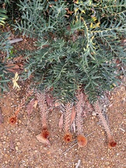 Banksia blechnifolia