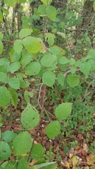 Rubus phoenicolasius