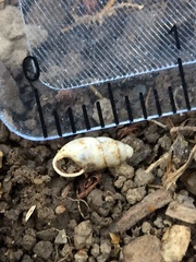 Cochlicopa lubrica