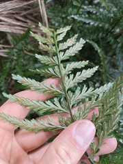 Asplenium lamprophyllum