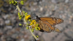 Danaus erippus