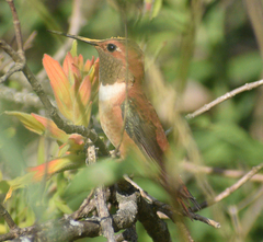 Selasphorus rufus