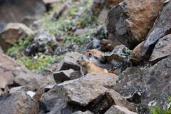 Ochotona hyperborea