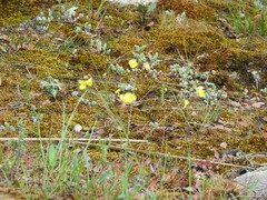Sedum brevifolium