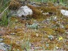 Sedum brevifolium