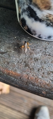 Pimpla
