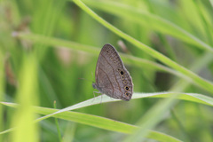 Hermeuptychia canthe