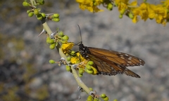 Danaus erippus