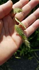 Chasmanthium latifolium