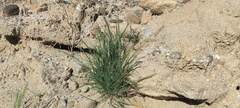 Aristida adscensionis